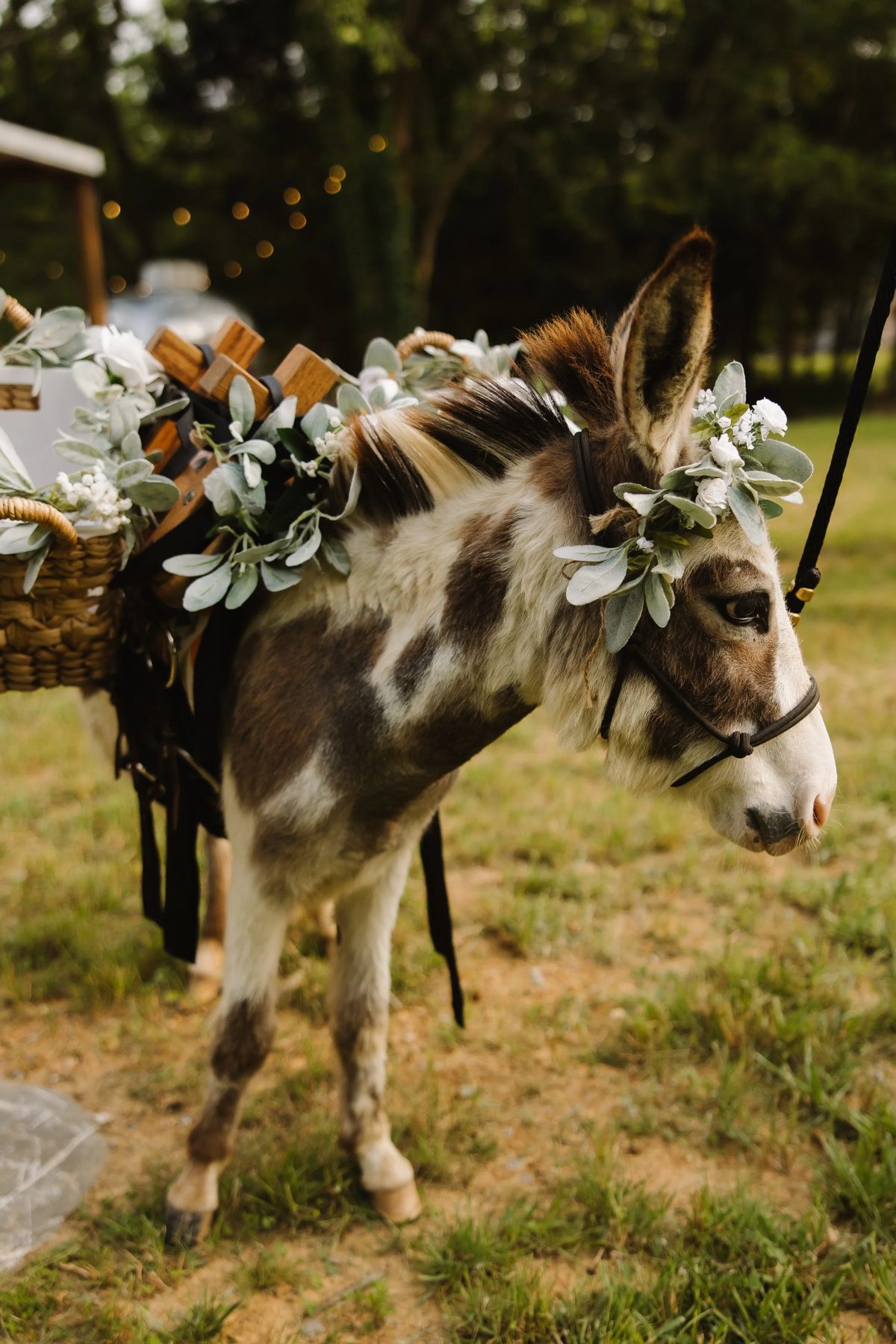 Hickory carrying beer baskets for guests