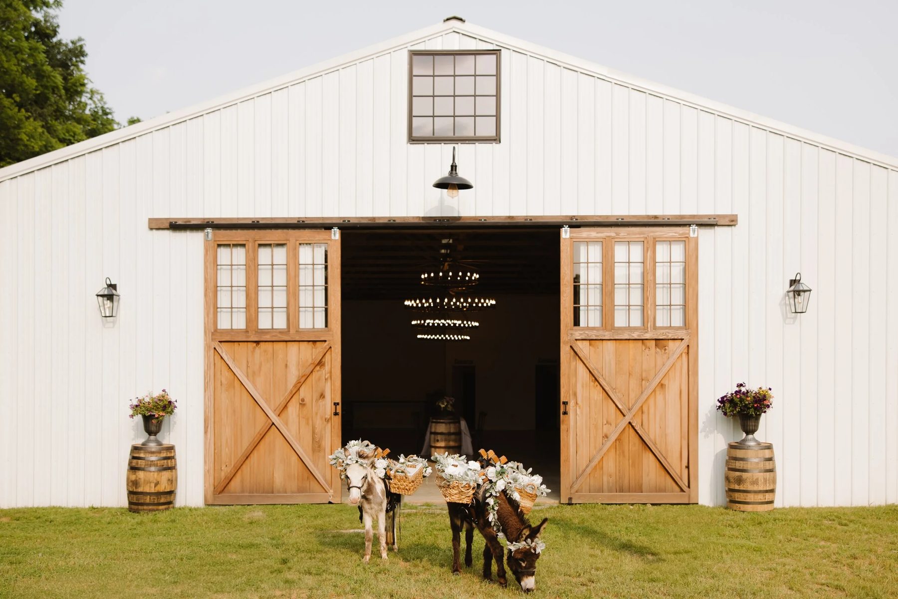 Beer burros at the Stonewall Ranch barn