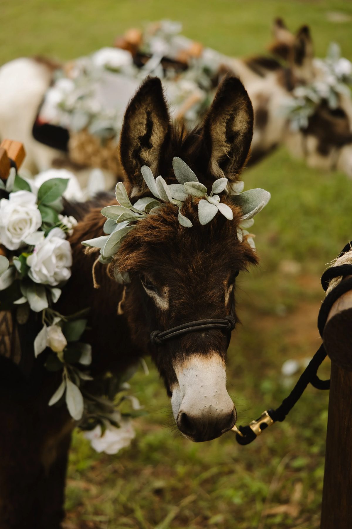 Hickory the beer burro up close