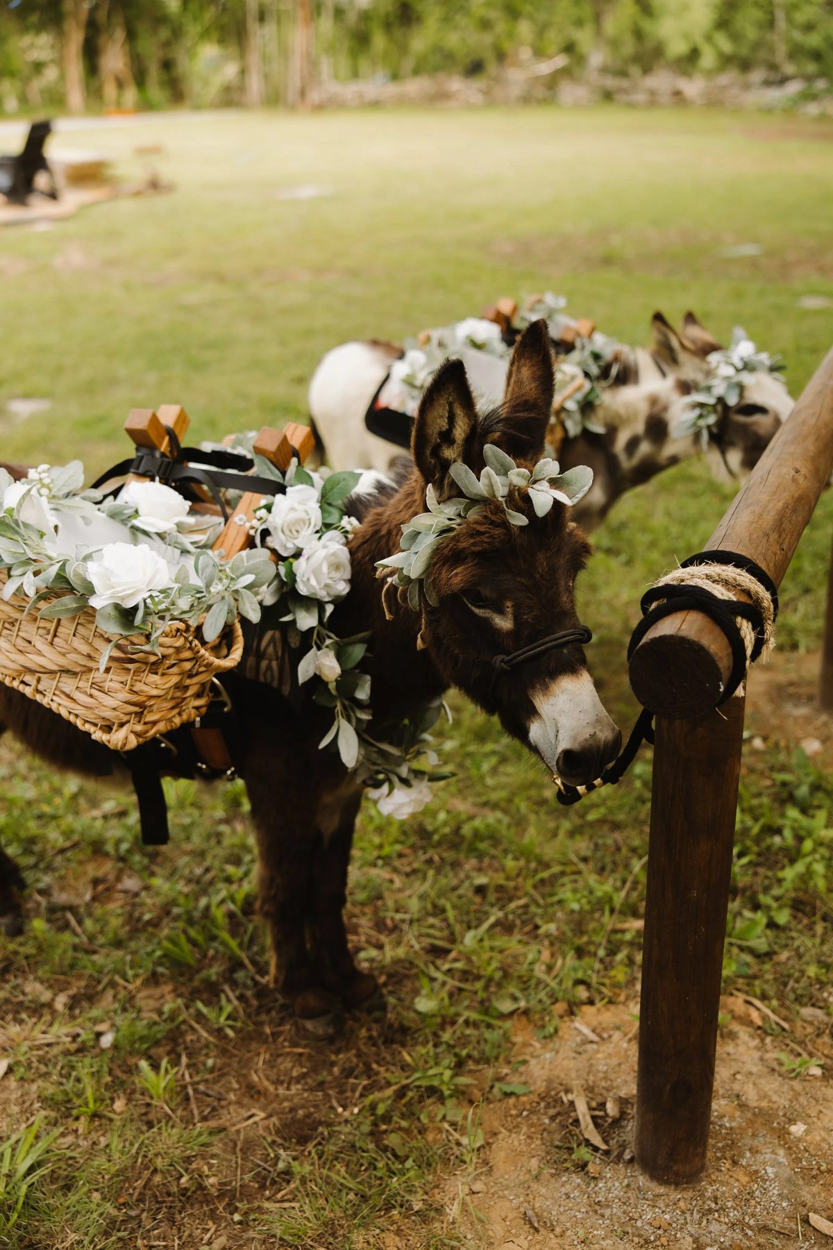 Hickory and Peaches, the Nashville Beer Burros
